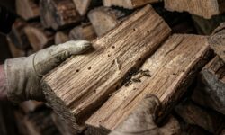 Insectes dans le bois de chauffage : comment les éviter et protéger votre maison