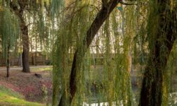 Bois de chauffage saule : avantages, inconvénients, conseils pratiques