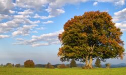 Pourquoi choisir le hêtre comme bois de chauffage ?